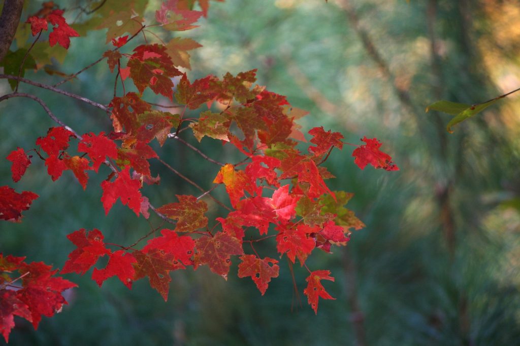 Autumn leaves