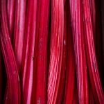 Rhubarb fruit